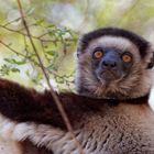 Larvensifaka_1