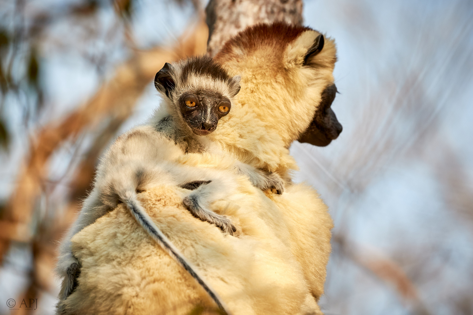 Larvensifakas