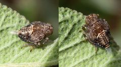 Larvenstadium der Echten Käferzikade (Issus coleoptratus)