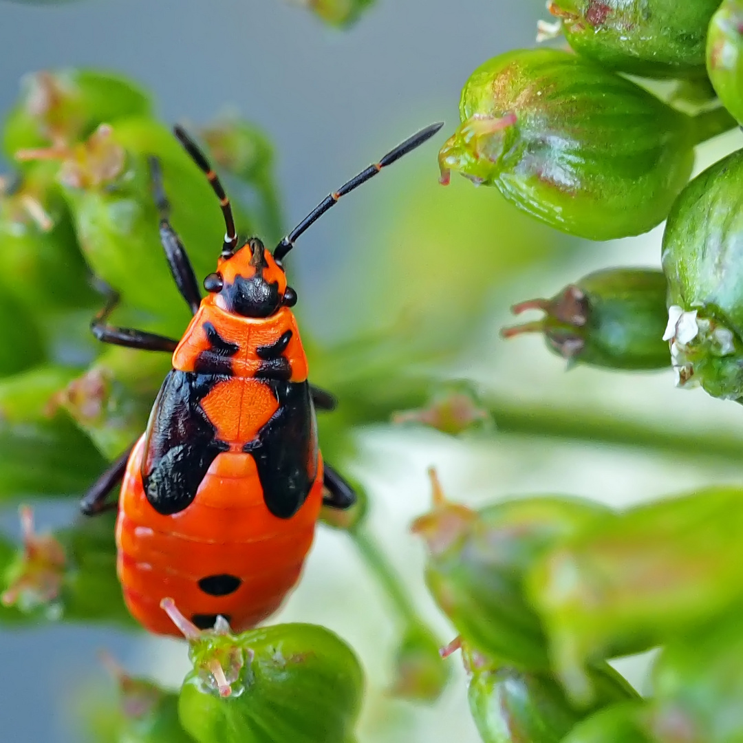 Larvenstadium der Ritterwanze (Lygaeus equestris)