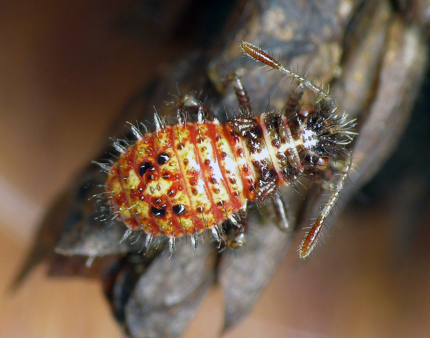 Larvenstadium des Binden-Keulert (Rhopalus subrufus)