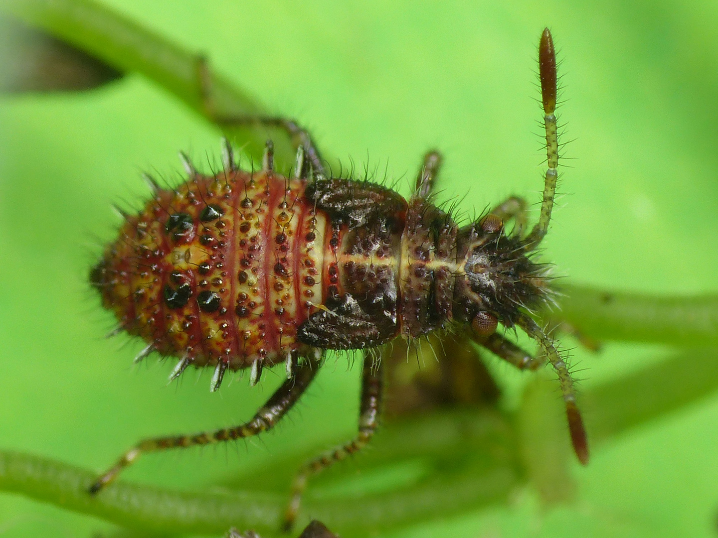 Larvenstadium des Binden-Keulert (Rhopalus subrufus)