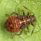 Larvenstadium des Binden-Keulert (Rhopalus subrufus)