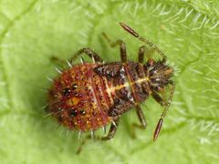 Larvenstadium des Binden-Keulert (Rhopalus subrufus)