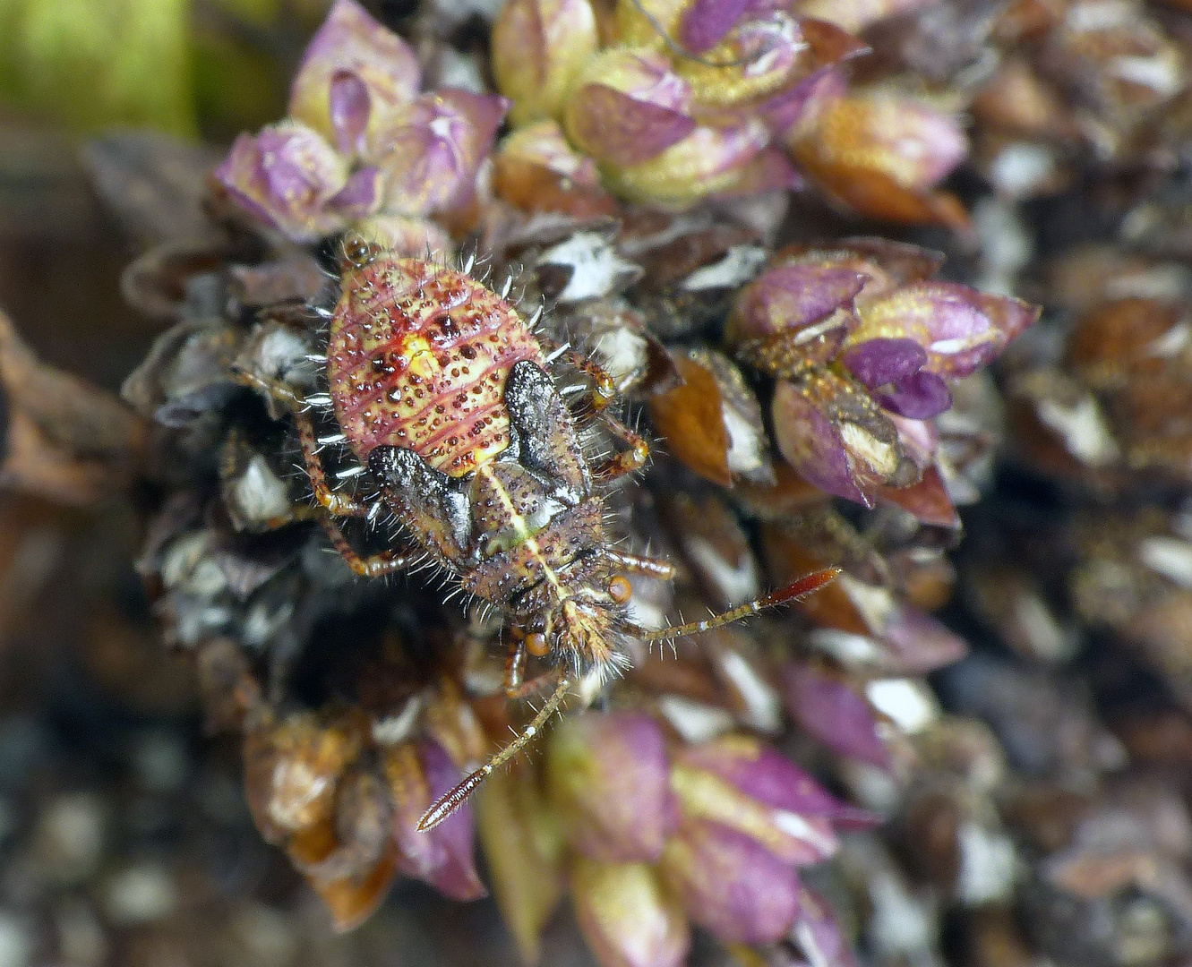 Larvenstadium des Binden-Keulert (Rhopalus subrufus)