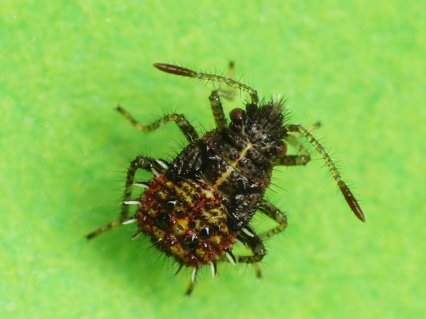 Larvenstadium des Binden-Keulert (Rhopalus subrufus)