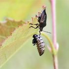 Larventod - Wanze - Rhacognathus punctatus - mit Larve eines Pappelblattkäfers - Melasoma populi - 