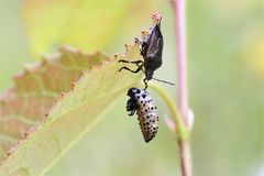 Larventod - Wanze - Rhacognathus punctatus - mit Larve eines Pappelblattkäfers - Melasoma populi - 