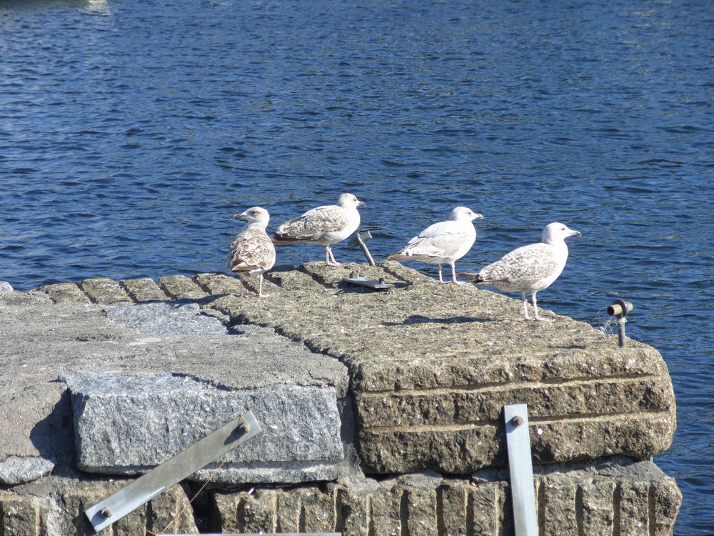 Larvik Strand Möwen