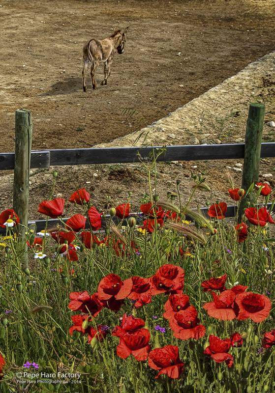 Las amapolas y el burro.