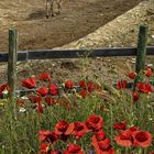 Las amapolas y el burro.