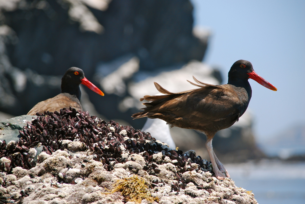 Las Aves