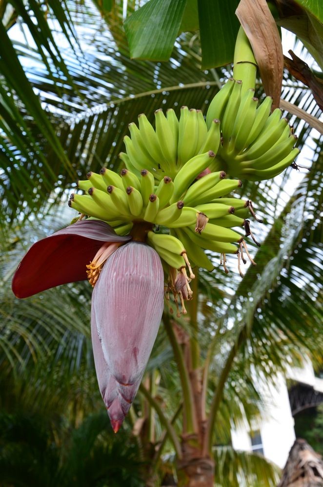 Las Bananas