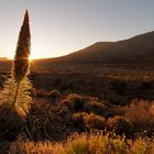 Las Cañadas - Teneriffa