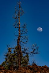 las Cañadas tree