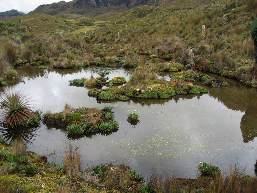 Las Cajas 2