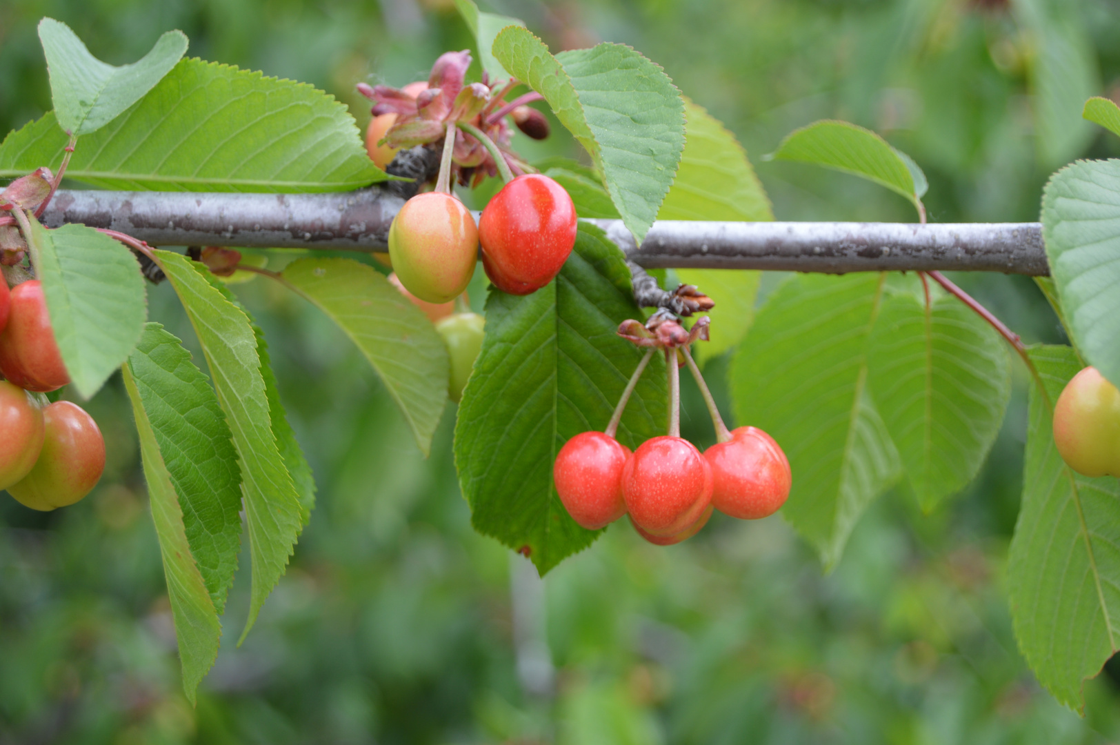 LAS CEREZAS A PUNTO