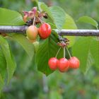 LAS CEREZAS A PUNTO