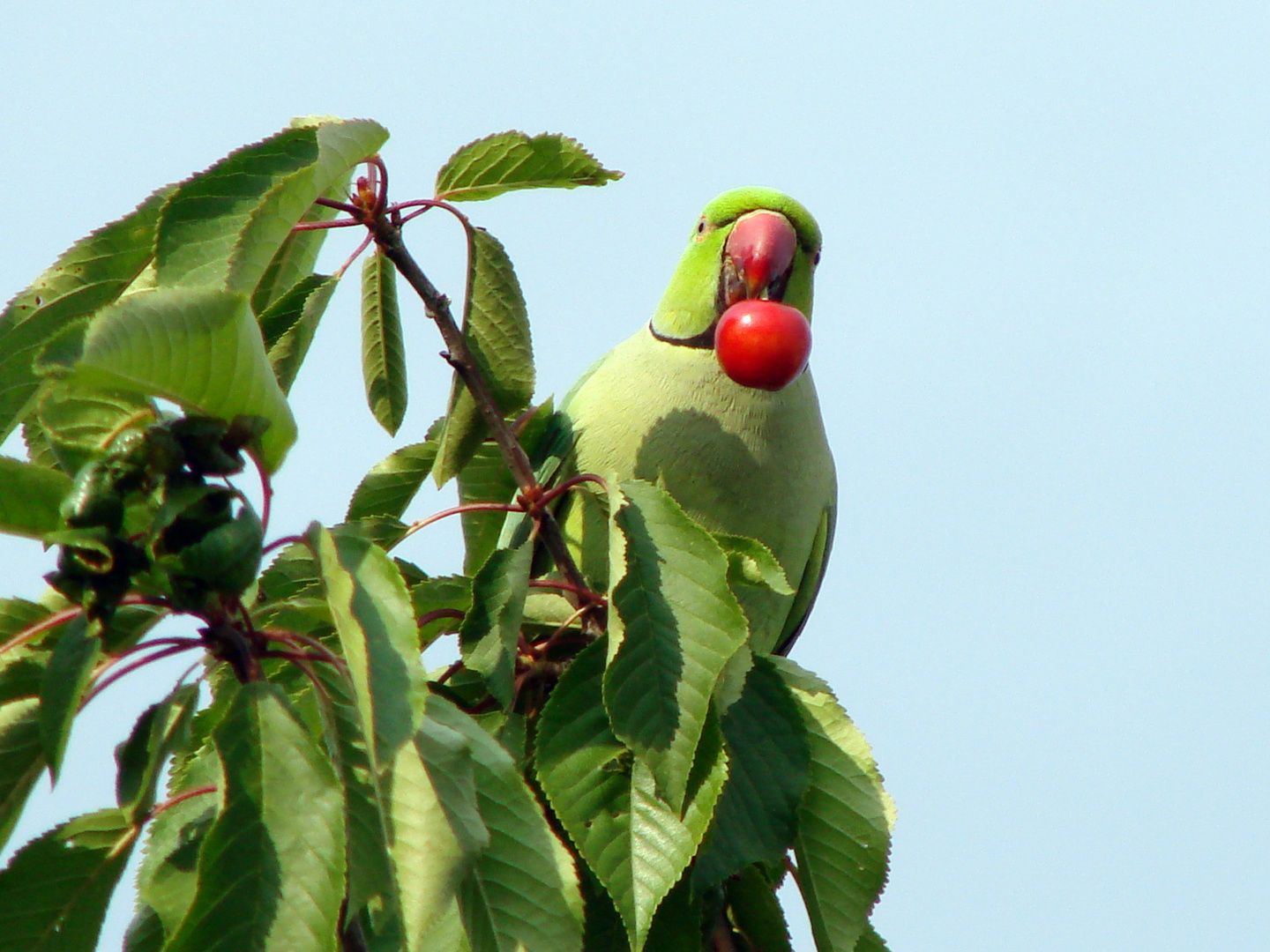 Las cerezas de mi vecino