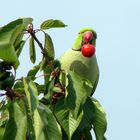 Las cerezas de mi vecino