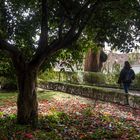 Las dalis caidas alfombran el suelo húmedo de lluvia.