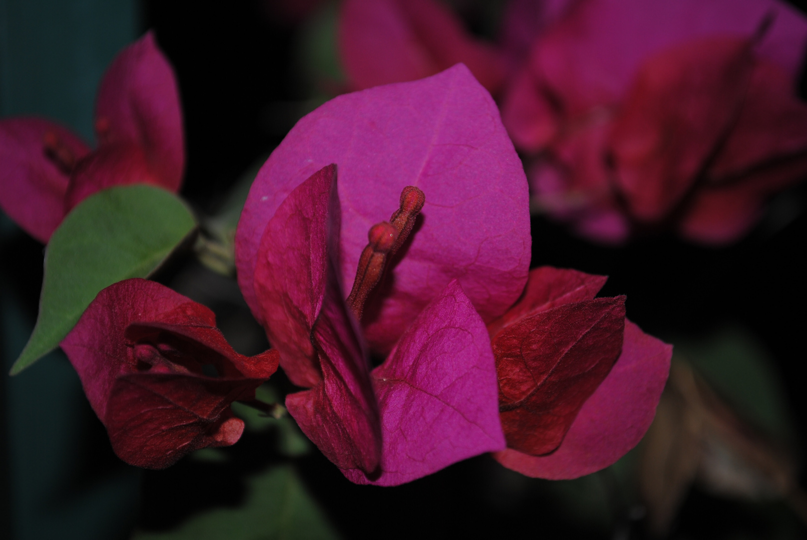 Las espinas de la vida se trocarán en flores para toda la eternidad.