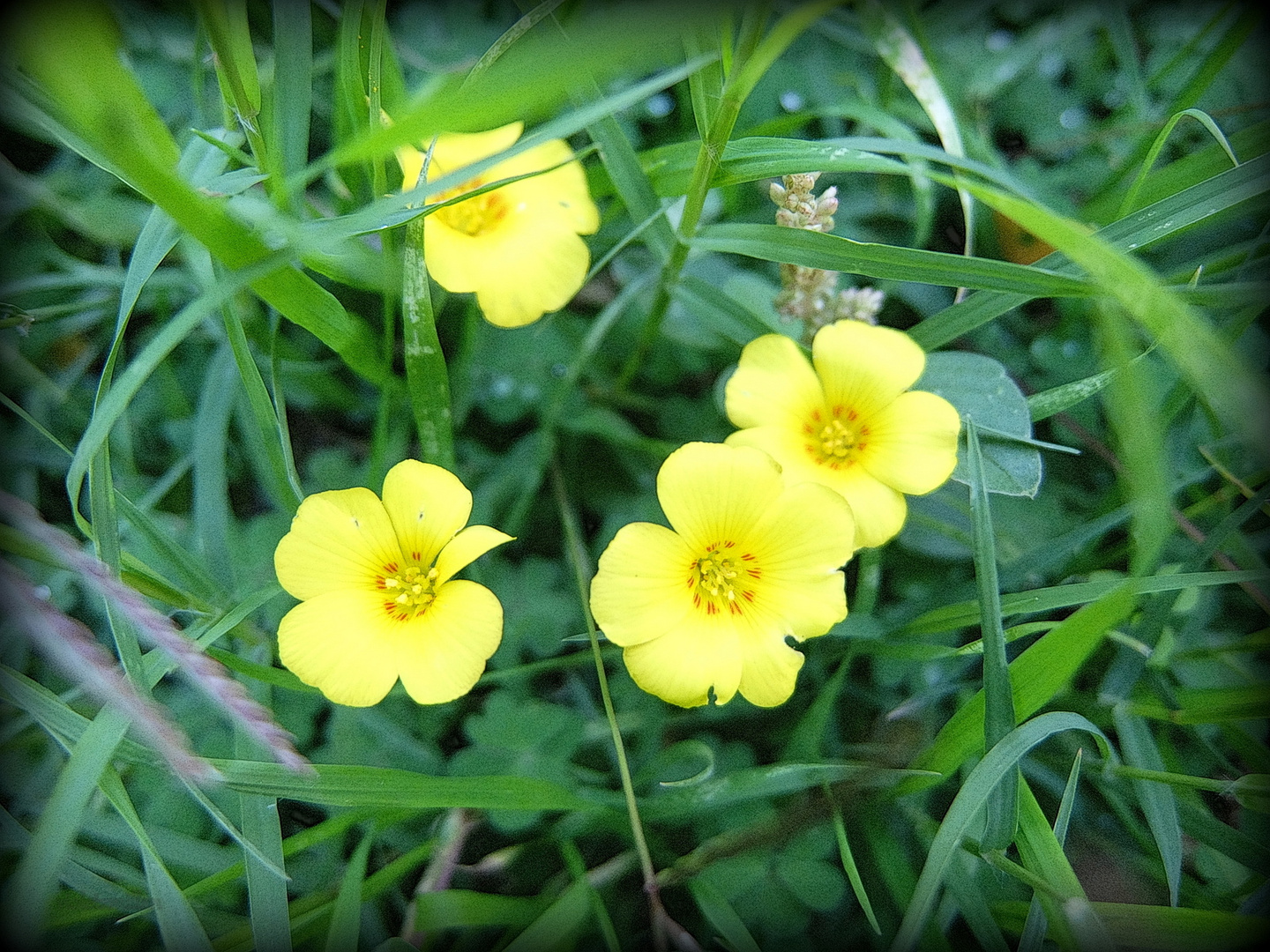 LAS FLORCITAS AMARILLAS