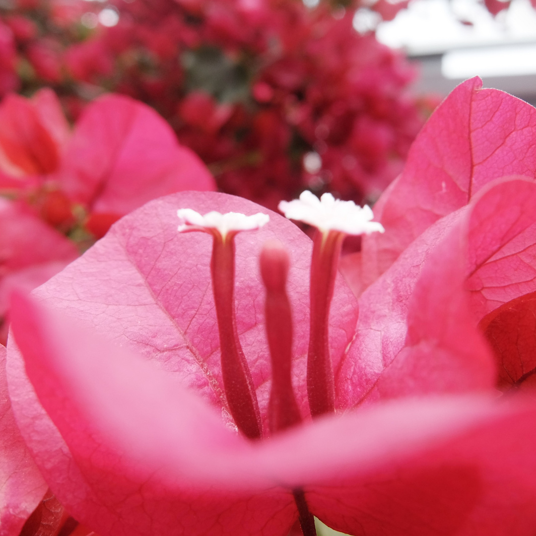 LAS FLORCITAS DE LA STA RITA