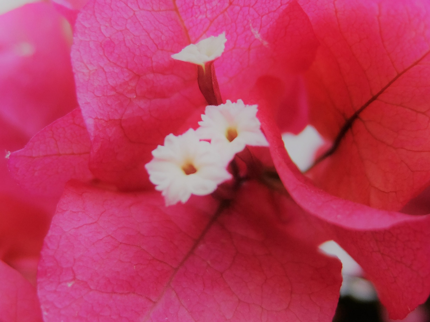 LAS FLORCITAS DE LA STA RITA