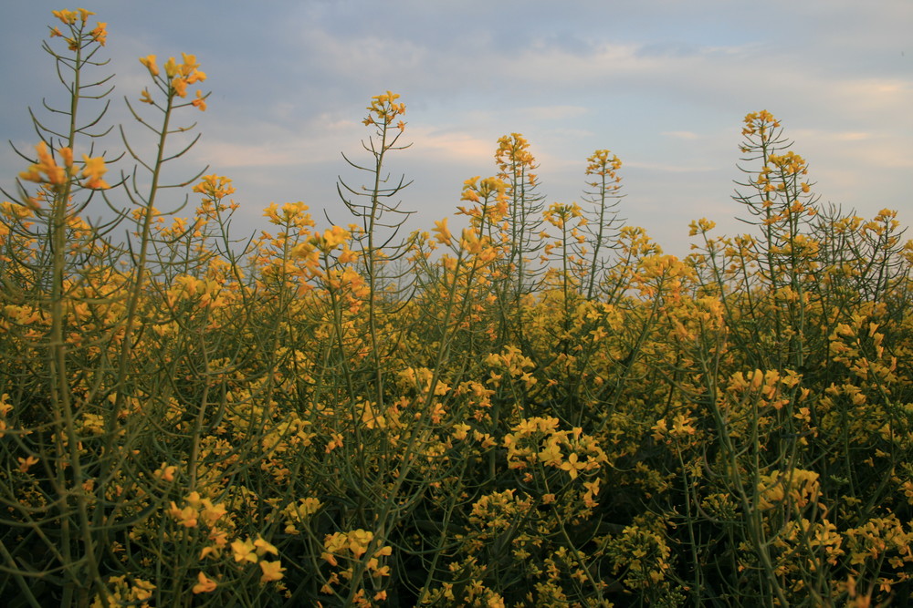 las flores