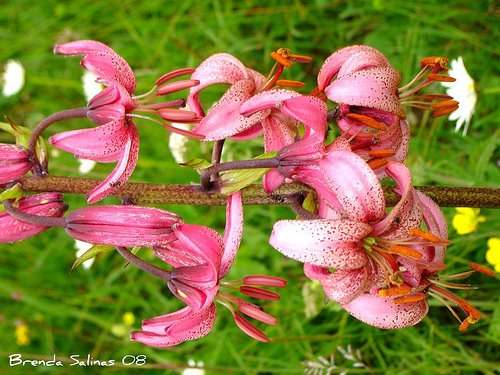 Las flores