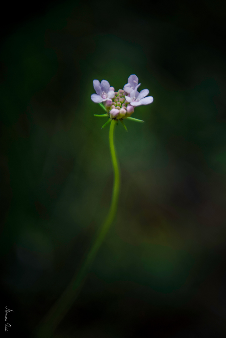 Las Flores...