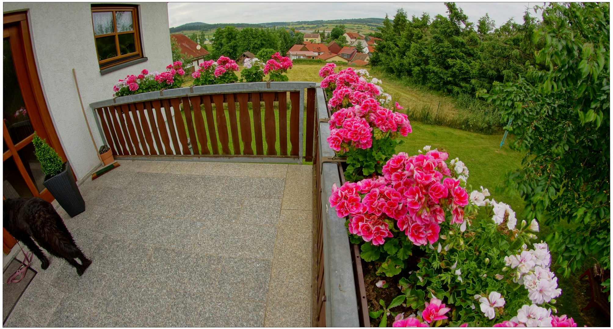 Las flores de la entrade de nuestra casa (Blumen an unserem Hauseingang)