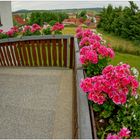 Las flores de la entrade de nuestra casa (Blumen an unserem Hauseingang)