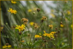 Las flores de la primavera