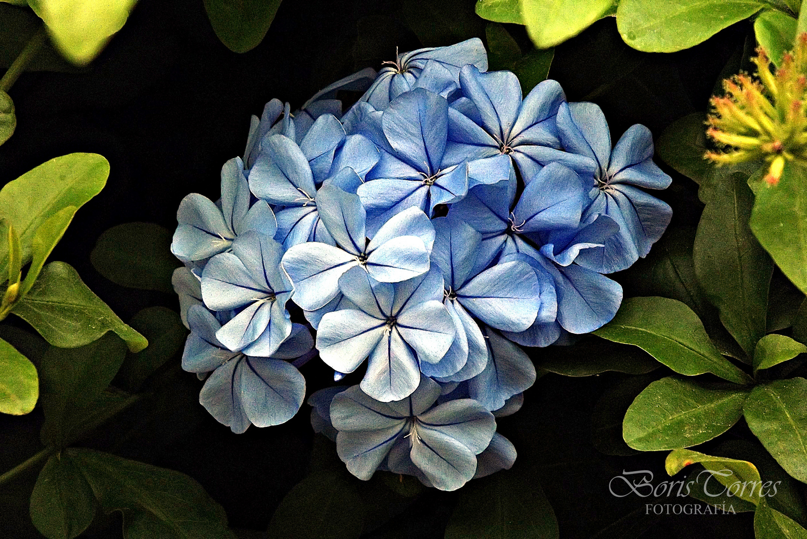 LAS FLORES DE MI JARDIN