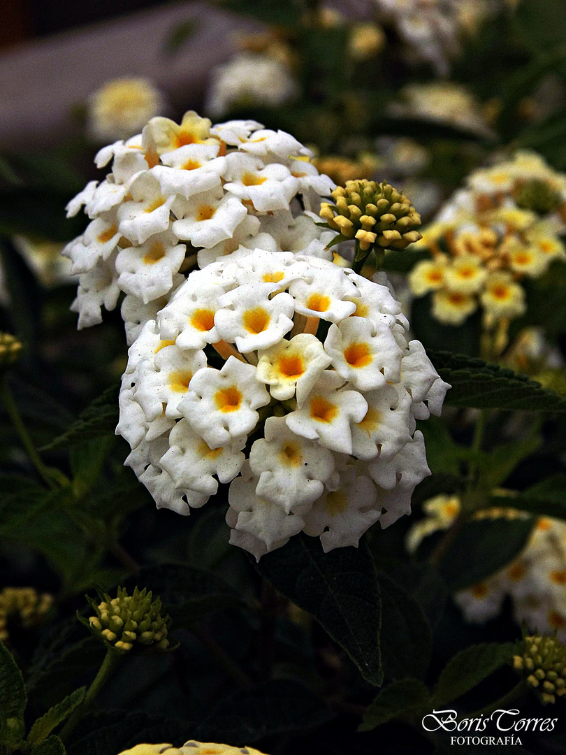 LAS FLORES DE MI JARDIN II