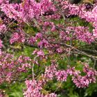 LAS FLORES DEL ARBOL DEL PARQUE