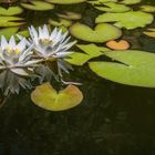 Las Flores Del Botánico: Las Flores De Loto…