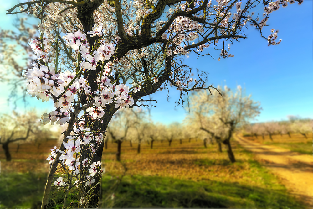 Las flores del camino