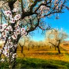 Las flores del camino