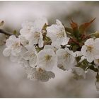 Las flores del cerezo