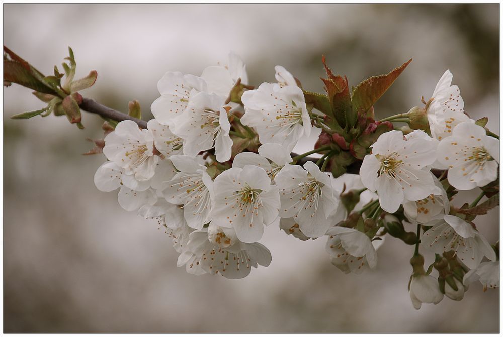 Las flores del cerezo