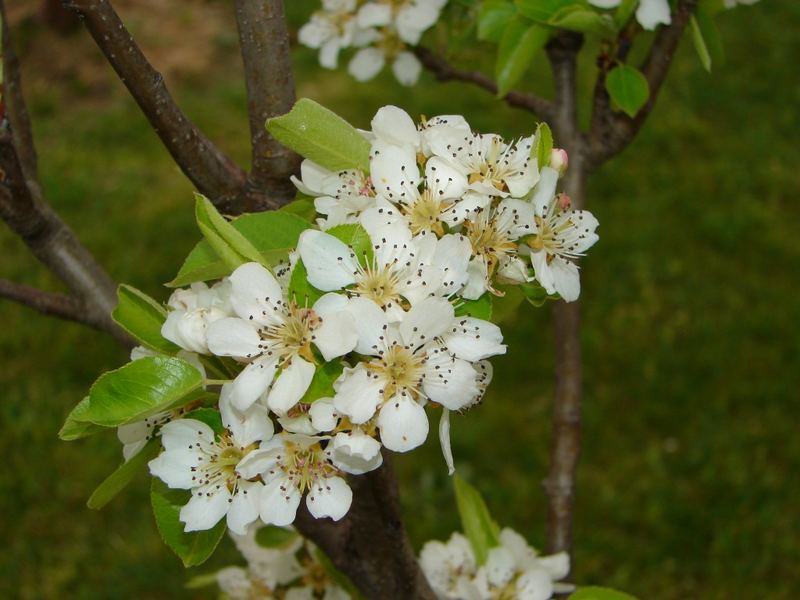 las flores del peral