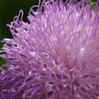 Las flores en Canarias. Flora macaronésica.