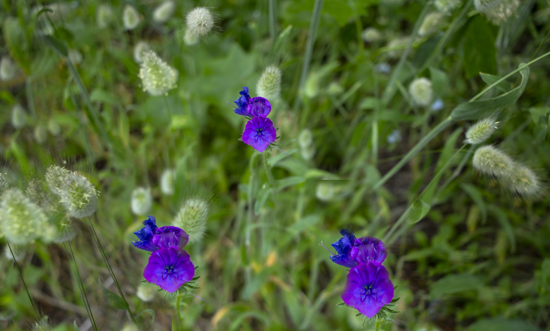 Las flores salvajes