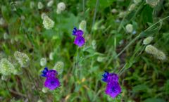 Las flores salvajes