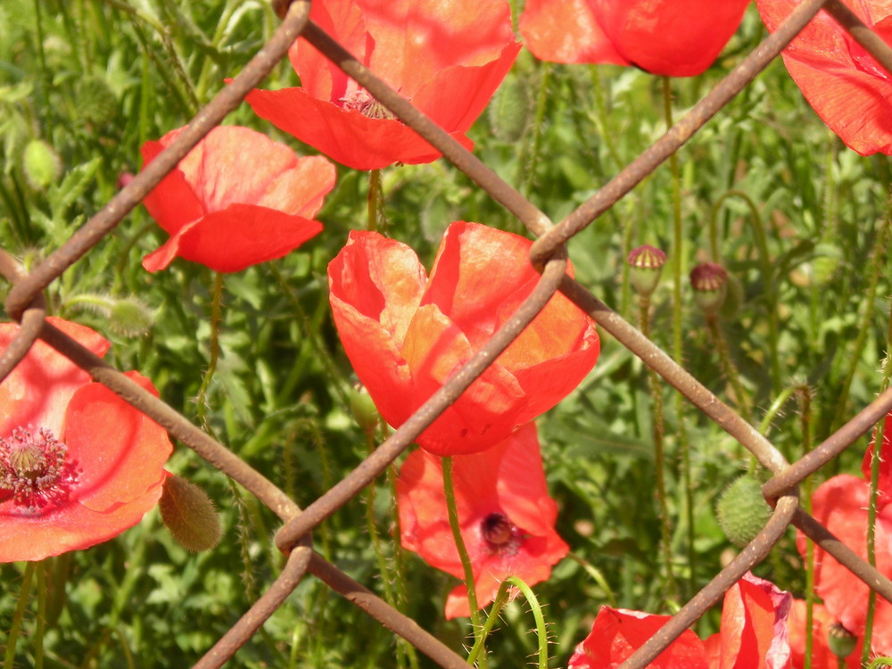 las flores son especiales no inporta el sitio donde crecen