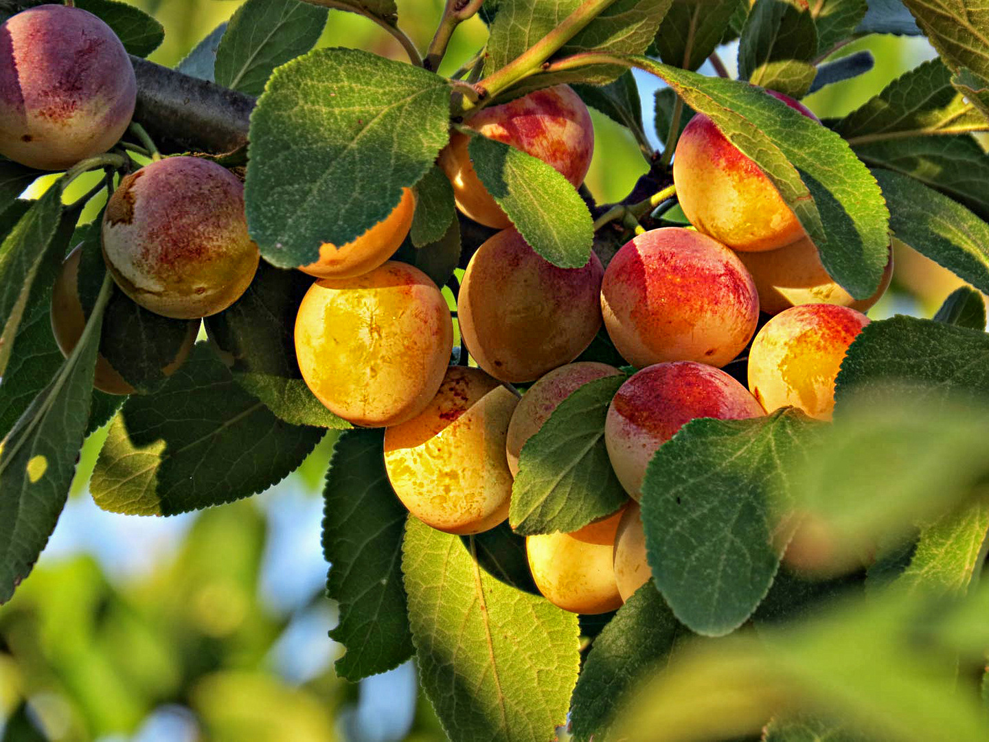 las frutas del otoño