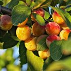 las frutas del otoño